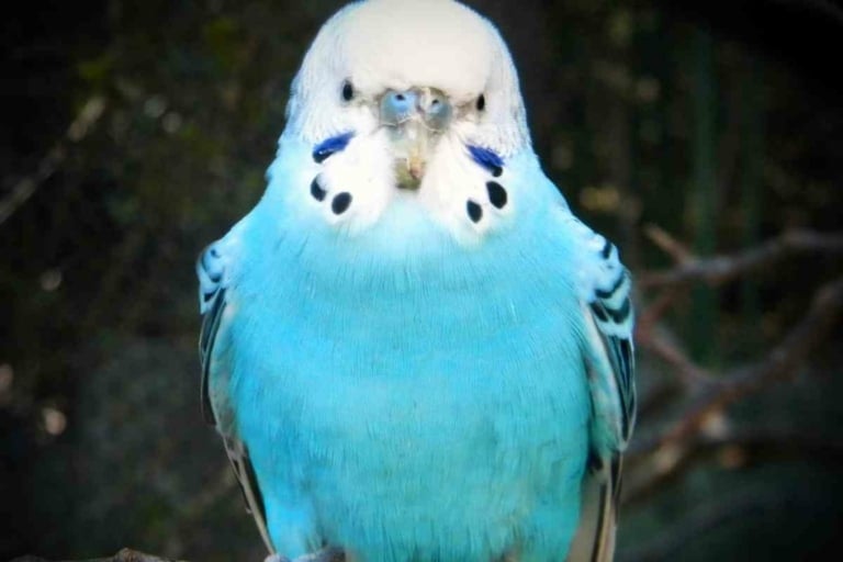 Blue Parakeet Lifespan: 5 Tips To Keep Them Alive Longer