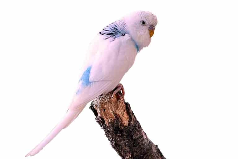 8 Reasons Why Your Budgie Is Turning Pink (And When To Panic)