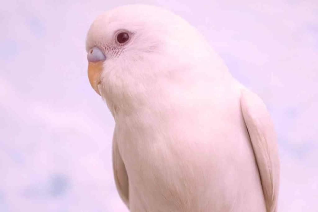 Budgie Is Turning Pink 1 8 Reasons Why Your Budgie Is Turning Pink (And When To Panic)