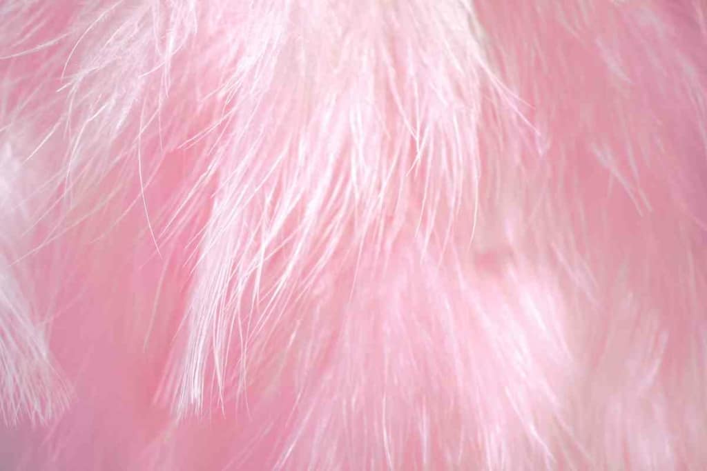 Budgie Is Turning Pink 2 8 Reasons Why Your Budgie Is Turning Pink (And When To Panic)