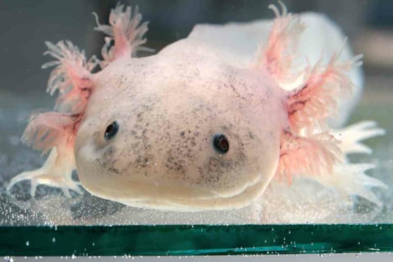 Can Axolotls Come Out Of The Water? 4 Reasons Why They Shouldn’t