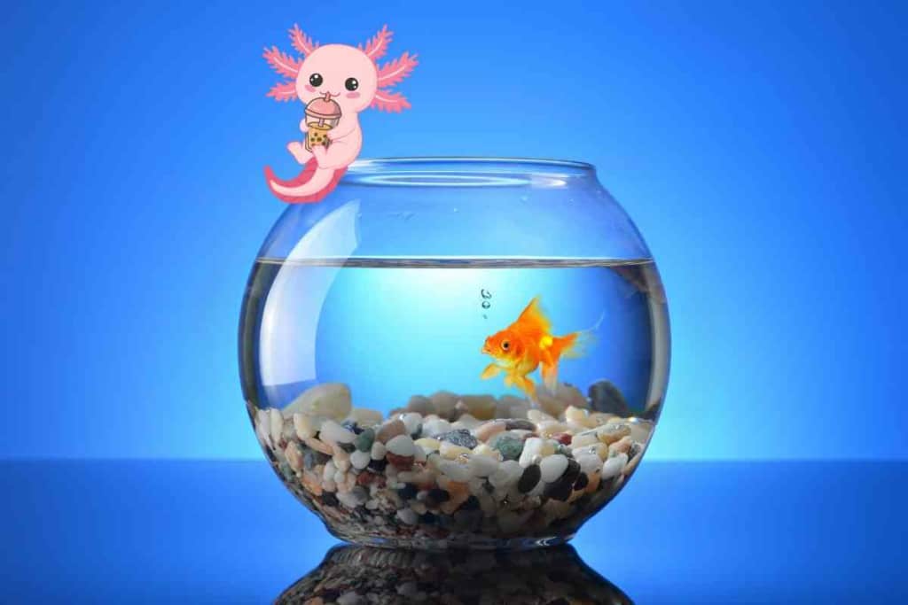 Can Axolotls Come Out Of The Water 1 Can Axolotls Come Out Of The Water? 4 Reasons Why They Shouldn’t