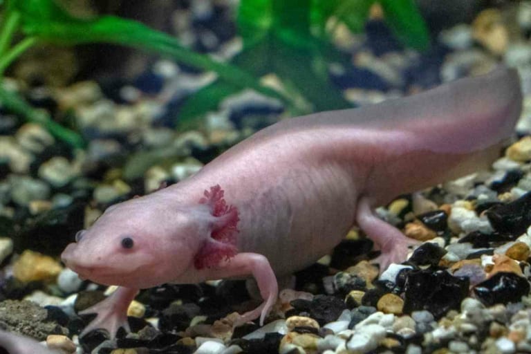 Can Axolotls Come Out Of The Water? 4 Reasons Why They Shouldn’t