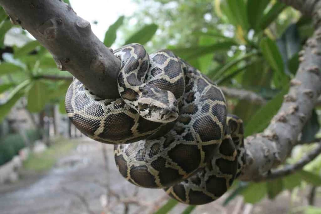 Can Ball Pythons Live With Other Reptiles How Often Do Pythons Lay Eggs?