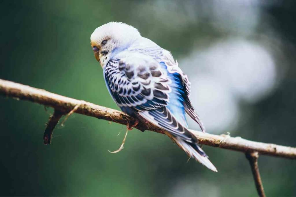 Can Blue Parakeets Talk 1 1 Can Blue Parakeets Talk? A Guide To Getting Your Blue Talking