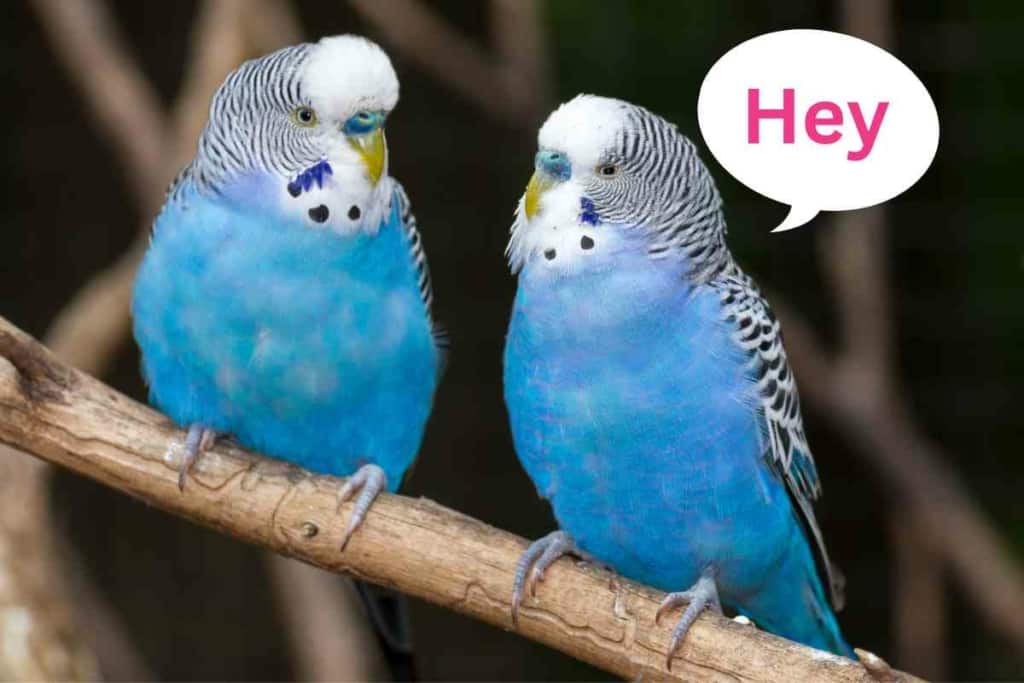 Can Blue Parakeets Talk 1 Can Blue Parakeets Talk? A Guide To Getting Your Blue Talking