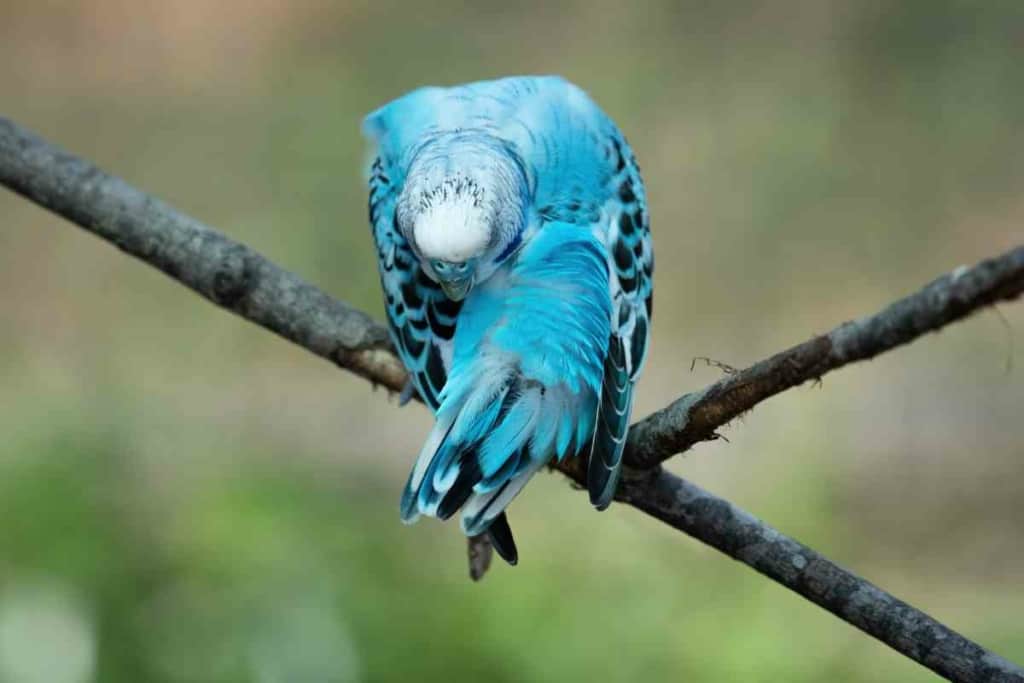 Can Blue Parakeets Talk 2 Can Blue Parakeets Talk? A Guide To Getting Your Blue Talking