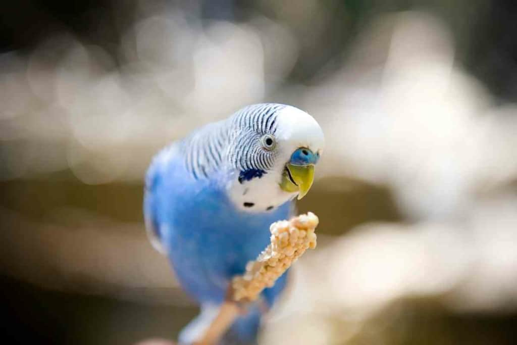 Can Blue Parakeets Talk 3 Can Blue Parakeets Talk? A Guide To Getting Your Blue Talking