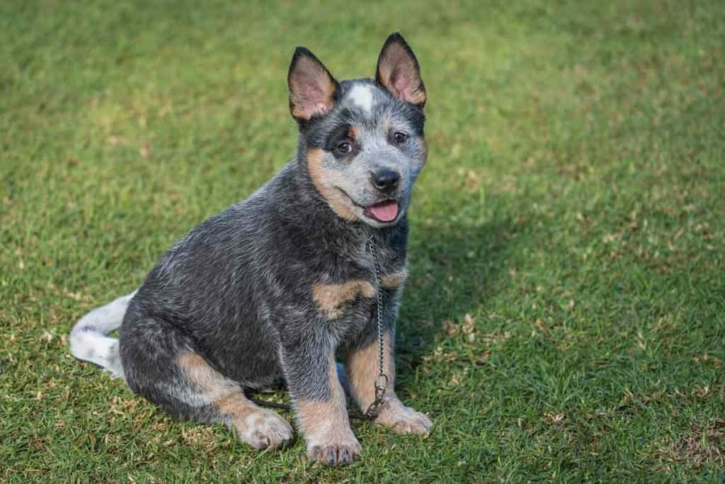 Do Blue Heelers Change Colors Answer might surprise you Do Blue Heelers Change Colors? (Answer might surprise you)