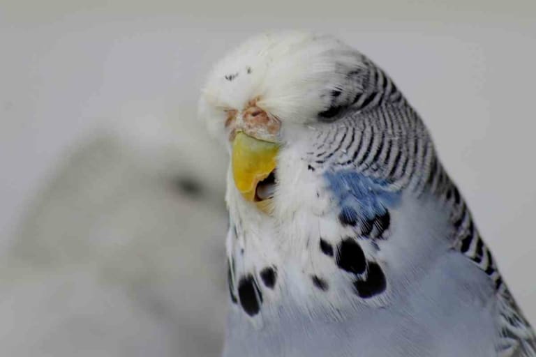 English Budgies: Does Petco Sell These Beautiful Birds?