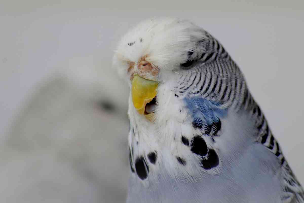 Petco budgies clearance