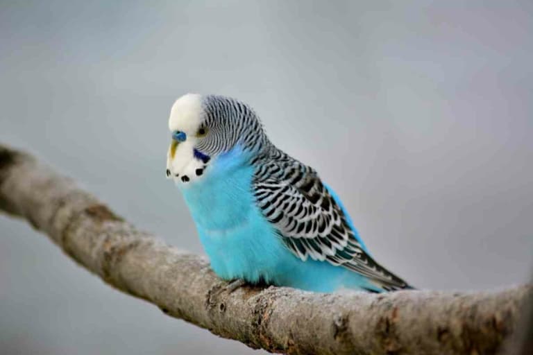 English Budgies Does Petco Sell These Beautiful Birds? Embora Pets