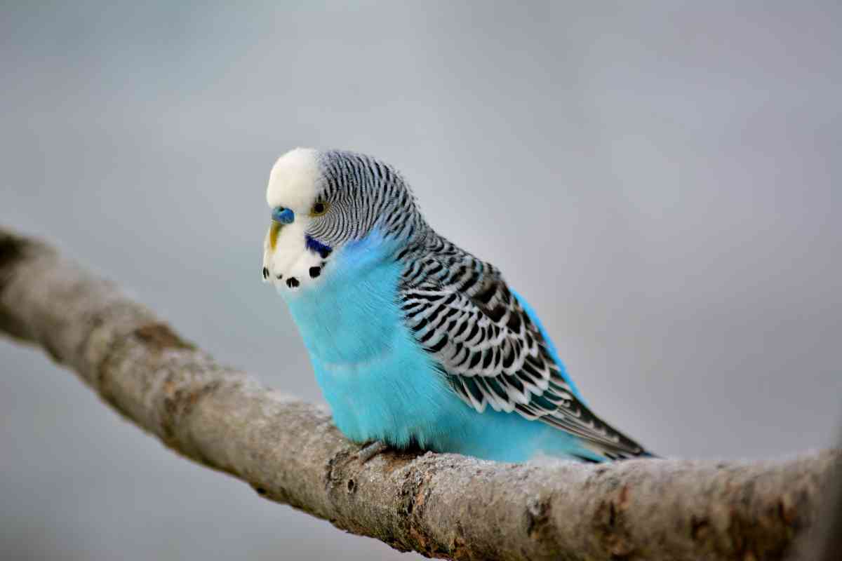 English Budgies: Does Petco Sell These Beautiful Birds? - Embora Pets