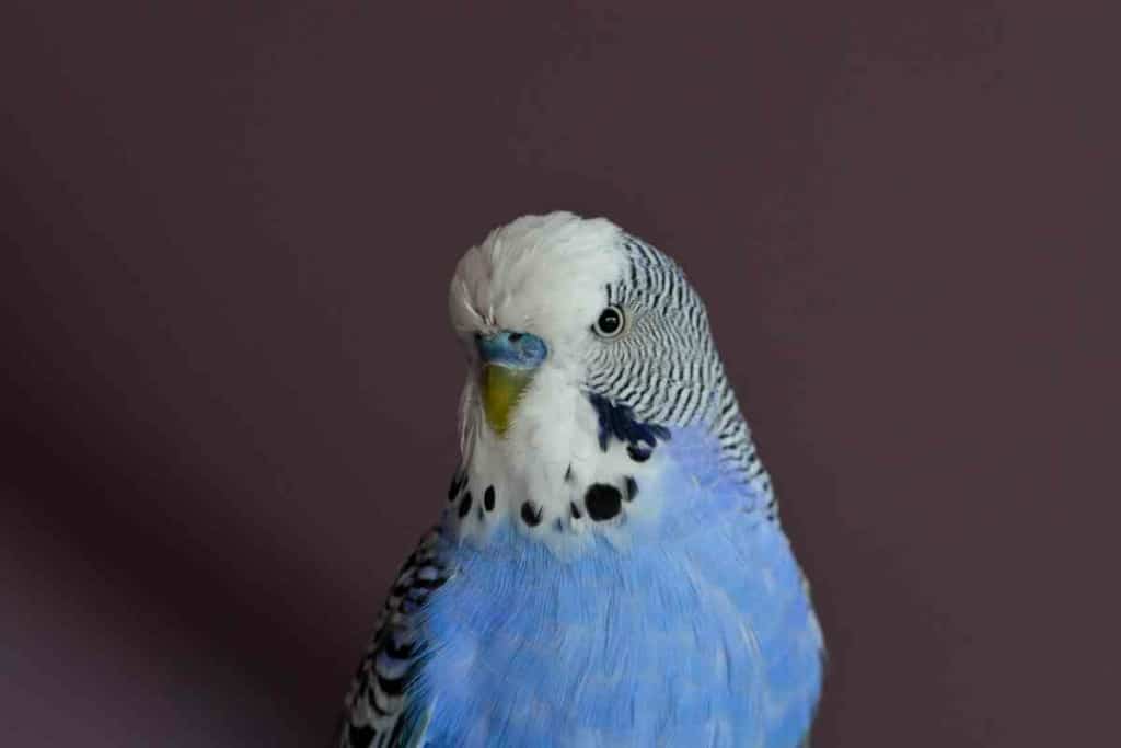Does Petco Sell English Budgies 2 English Budgies: Does Petco Sell These Beautiful Birds?