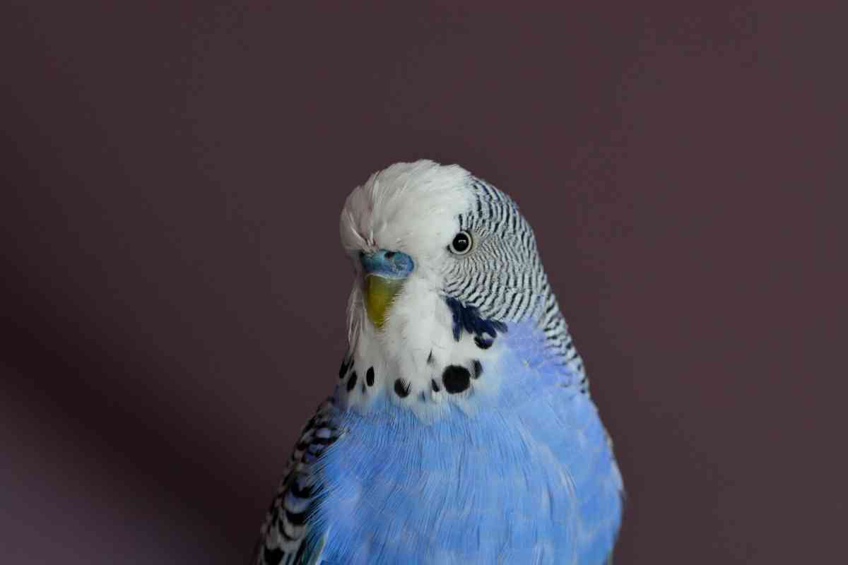 English Budgies Does Petco Sell These Beautiful Birds? Embora Pets