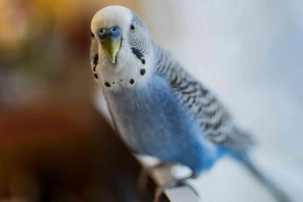 English Budgies Does Petco Sell These Beautiful Birds? Embora Pets