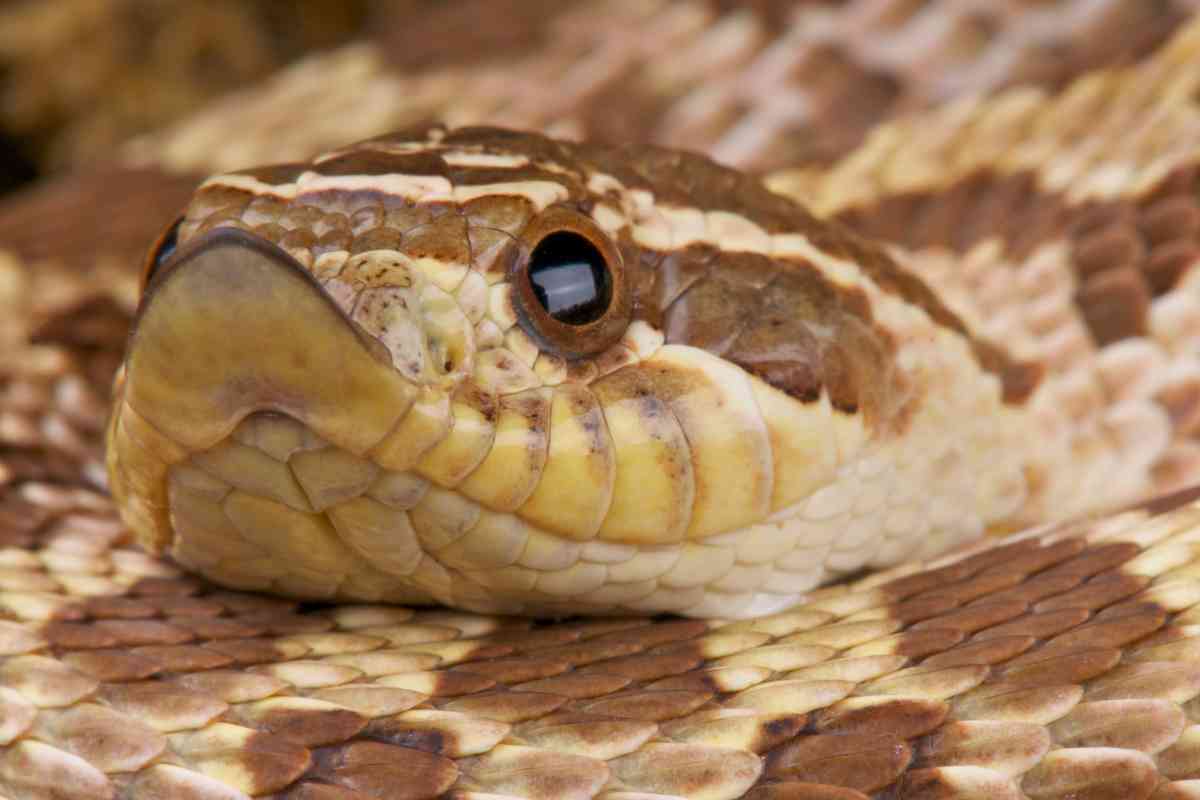 Does Petco Sell Hognose Snakes? Are They Healthy? Embora Pets