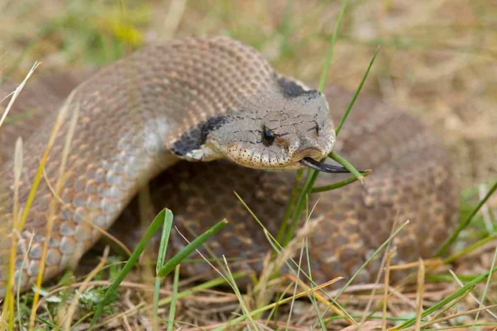 Does Petco Sell Hognose Snakes 2 Does Petco Sell Hognose Snakes? Are They Healthy?