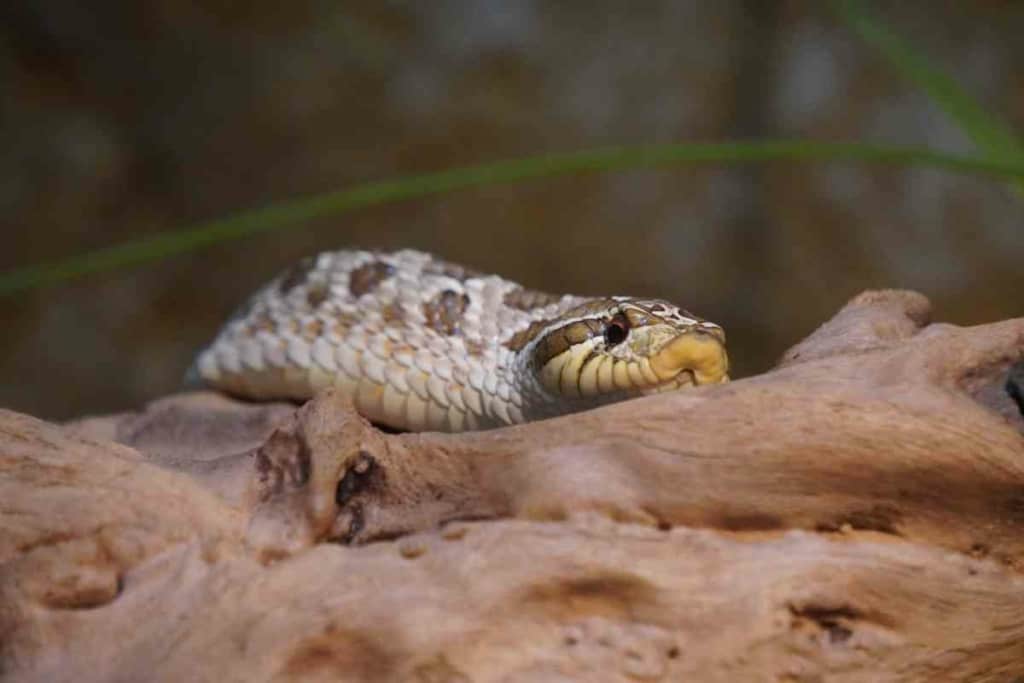 Does Petco Sell Hognose Snakes 3 Does Petco Sell Hognose Snakes? Are They Healthy?