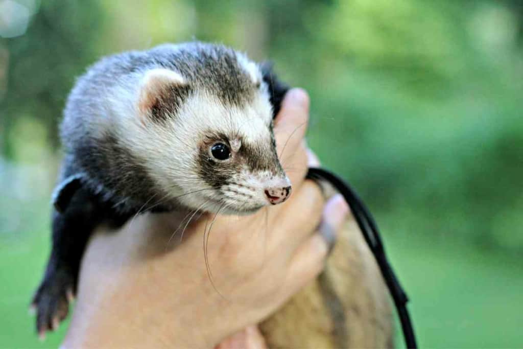 Ferrets as Pets how much do ferrets cost What is Their Aggressiveness and Life Expectancy 2 Ferrets as Pets: how much do ferrets cost? What is Their Aggressiveness and Life Expectancy?