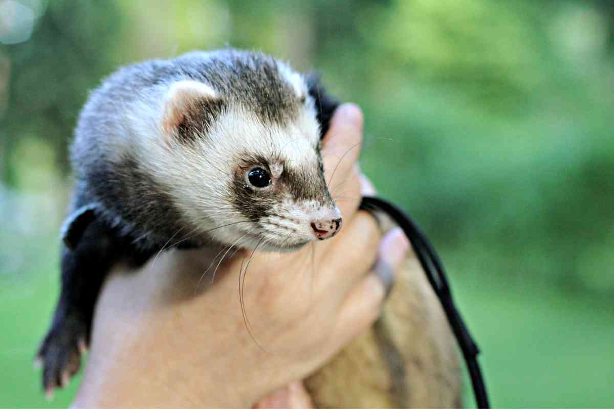 Ferrets as Pets: how much do ferrets cost? What is Their Aggressiveness