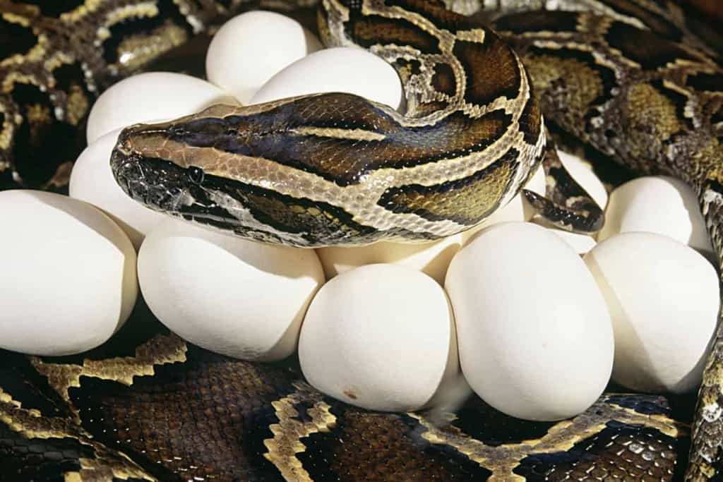 How many times a year do pythons lay eggs How Often Do Pythons Lay Eggs?