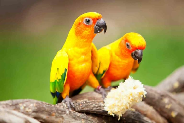 10 Birds You Can (Probably) Keep With Your Budgie Embora Pets