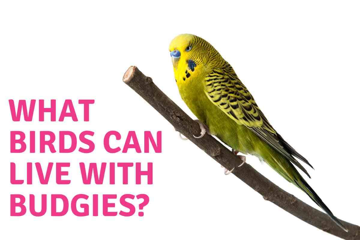 10 Birds You Can (Probably) Keep With Your Budgie Embora Pets