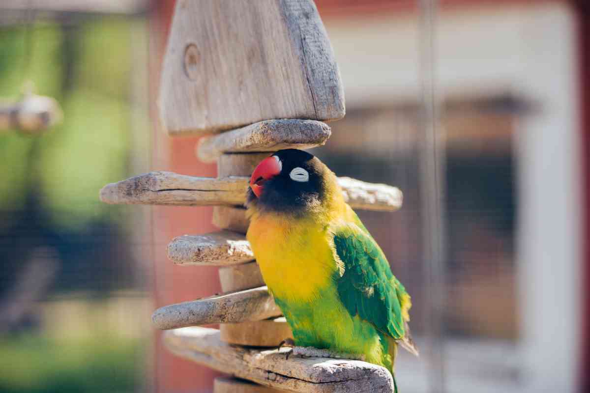 10 Birds You Can (Probably) Keep With Your Budgie Embora Pets