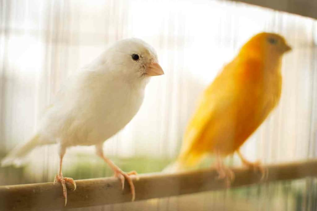 What birds can live with budgies 5 10 Birds You Can (Probably) Keep With Your Budgie