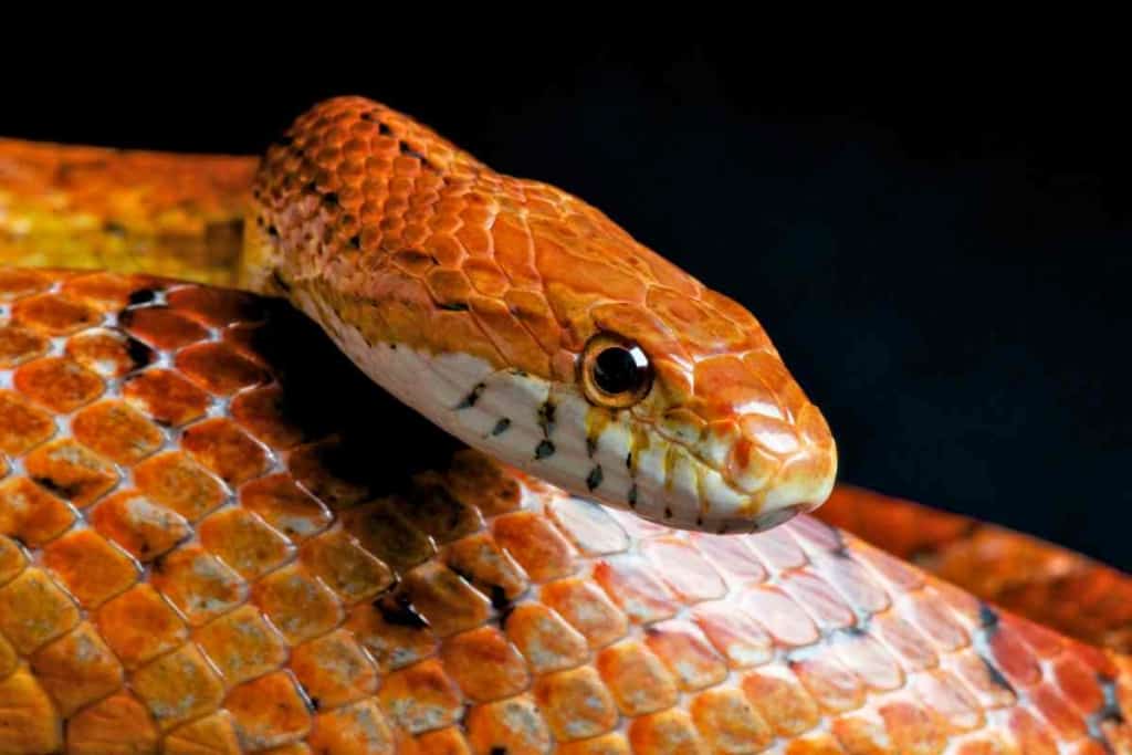 are corn snakes good pets 10 Pros and Cons of Having a Corn Snake as a Pet 1 are corn snakes good pets? 10 Pros and Cons of Having a Corn Snake as a Pet