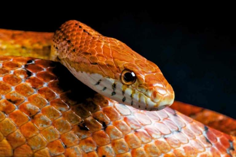 are corn snakes good pets? 10 Pros and Cons of Having a Corn Snake as a ...