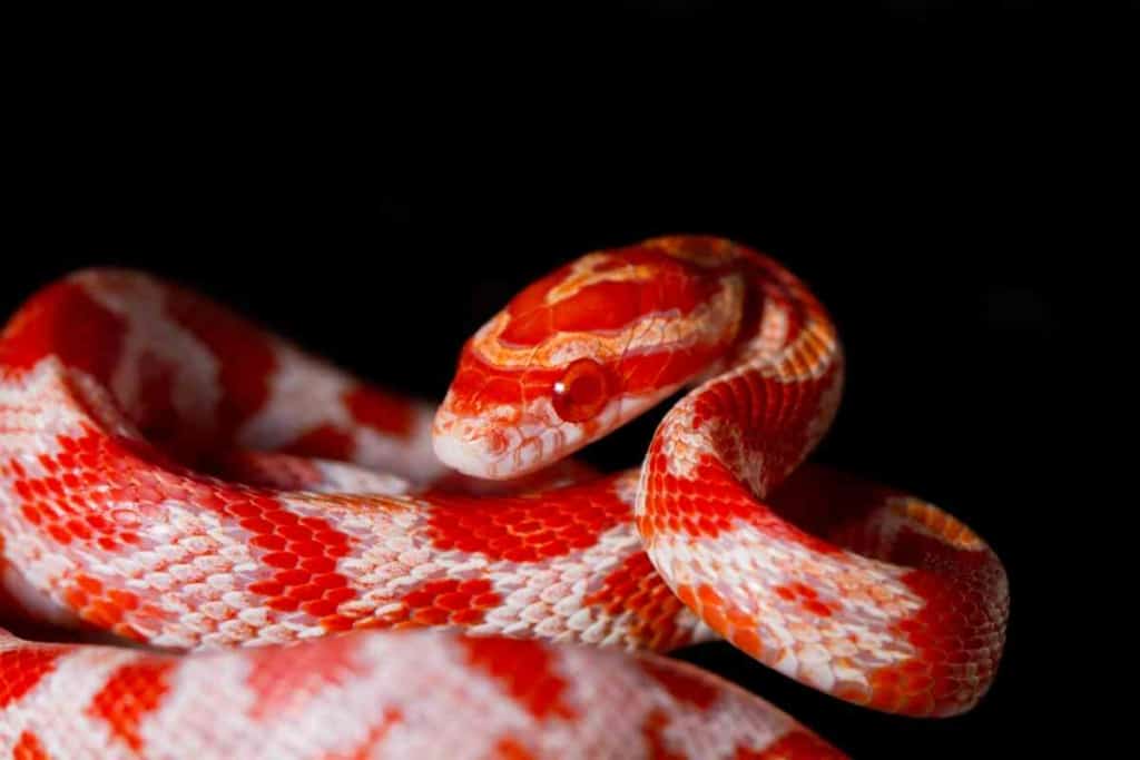 are corn snakes good pets 10 Pros and Cons of Having a Corn Snake as a Pet 2 are corn snakes good pets? 10 Pros and Cons of Having a Corn Snake as a Pet