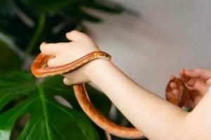Illustration of Feeding Mammals To Corn Snakes Pros Cons