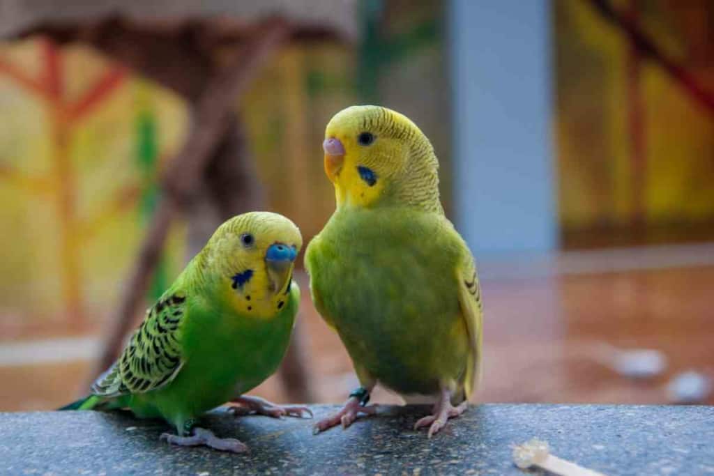 budgie molt 1 Here’s When Budgies Molt Their Feathers & How You Can Help