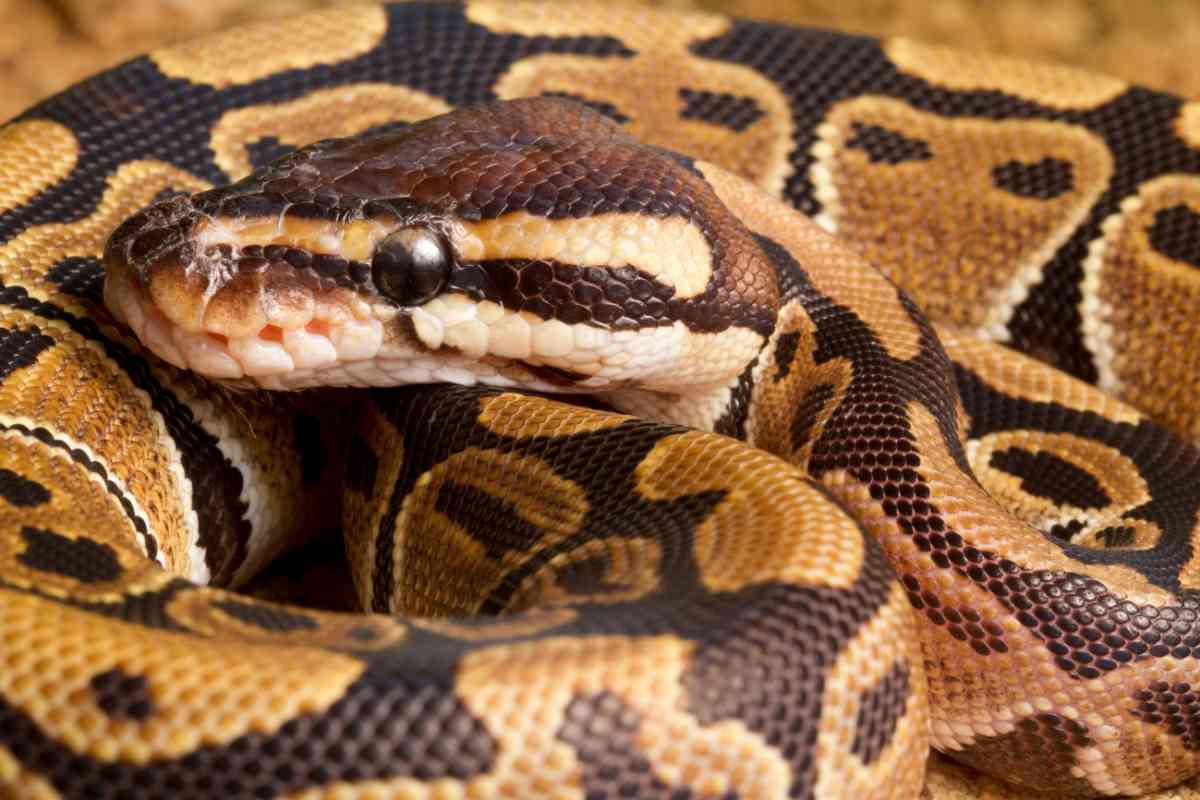 How Often Do Pythons Lay Eggs? - Embora Pets