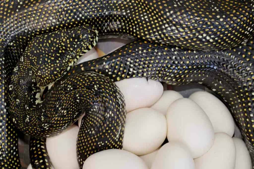 python egg How Often Do Pythons Lay Eggs?
