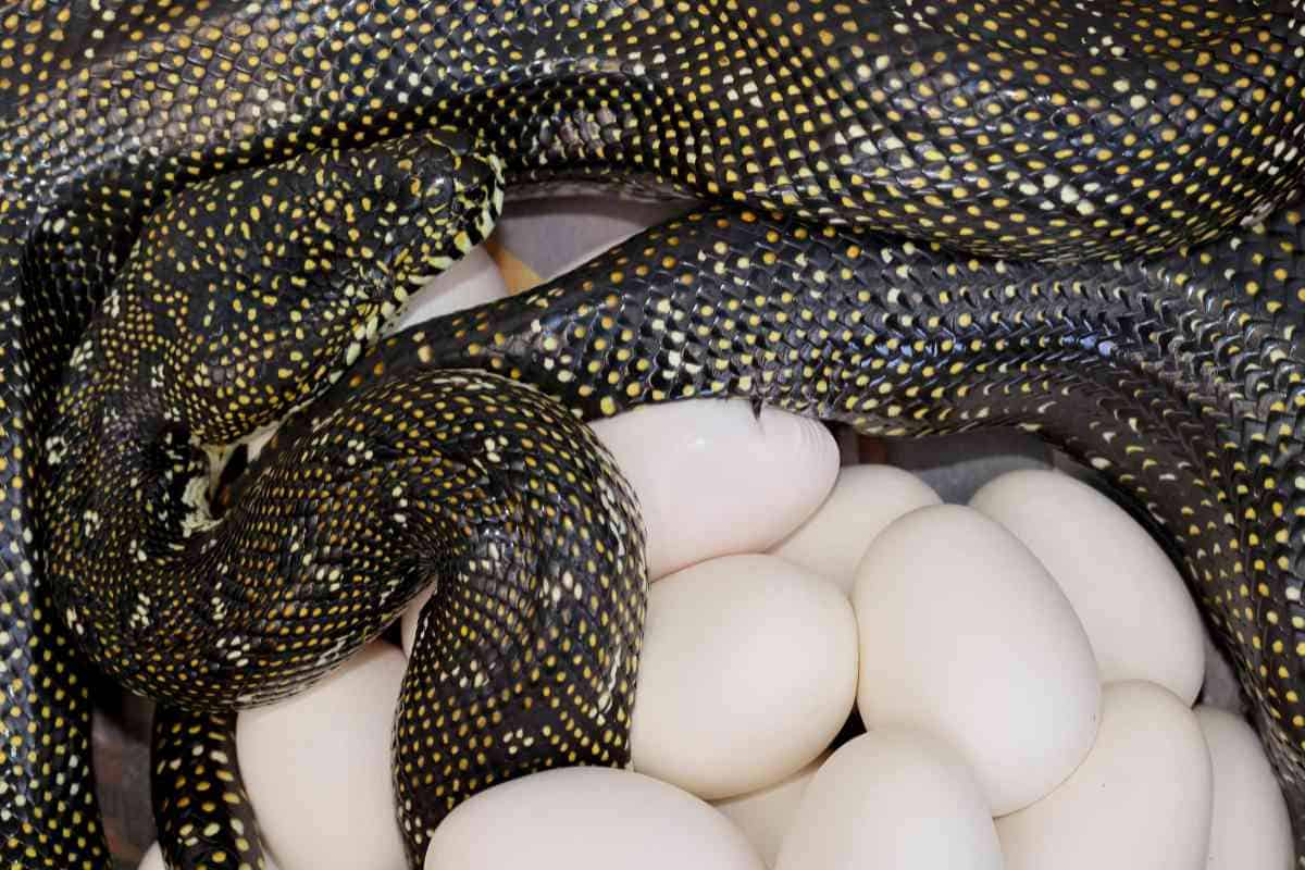 How Often Do Pythons Lay Eggs? Embora Pets