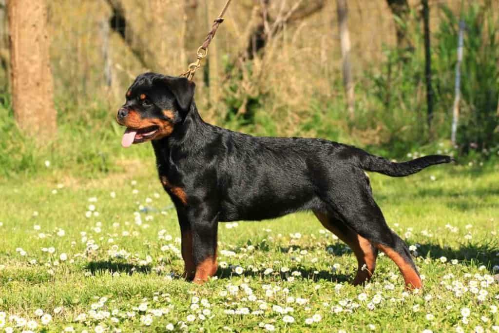 when to neuter a rottweiler The Absolute Best Age to Neuter a Rottweiler 1 1 when to neuter a rottweiler: The Absolute Best Age to Neuter a Rottweiler