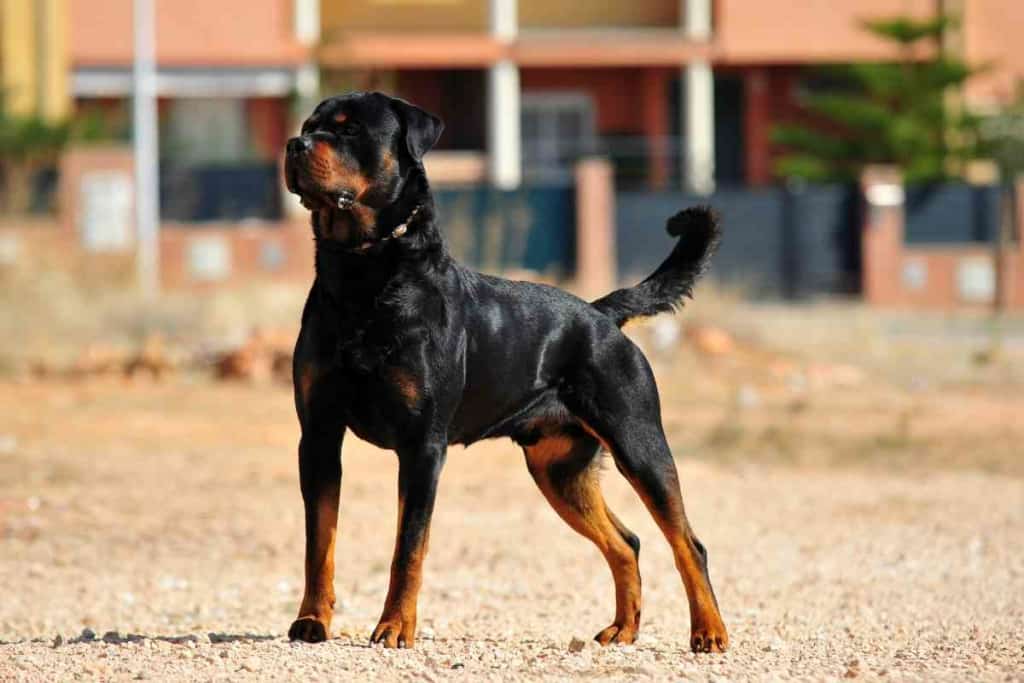 when to neuter a rottweiler The Absolute Best Age to Neuter a Rottweiler when to neuter a rottweiler: The Absolute Best Age to Neuter a Rottweiler