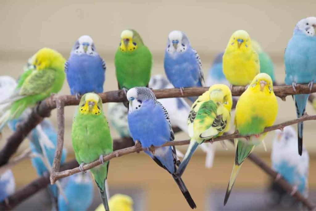 how much are parakeets at petsmart 5 Things to Know Before You Buy how much are parakeets at petsmart? 5 Things to Know Before You Buy