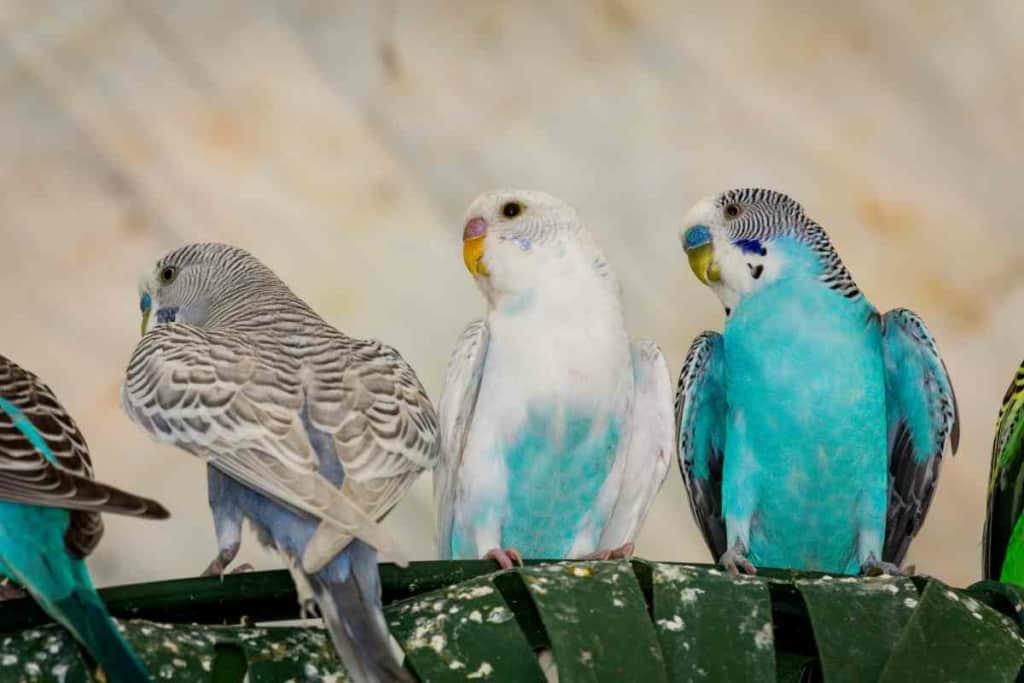 Petsmart parakeets outlet