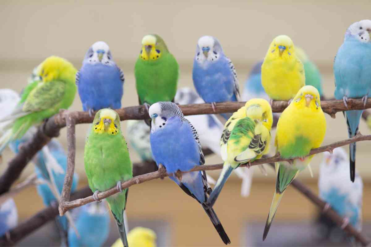 how much are parakeets at petsmart? 5 Things to Know Before You Buy