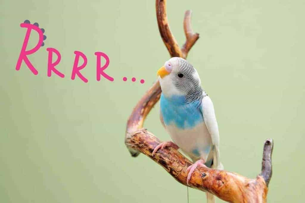 image 1 Parakeet Behavior Guide: How to Know What They are Expressing