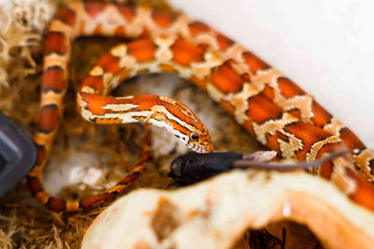 Feeding Your Snake Can You Buy Live Mice at Petco? Embora Pets