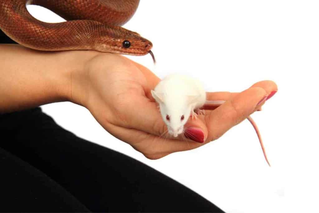 Can you buy live feeder mice at Petco 2 Feeding Your Snake: Can You Buy Live Mice at Petco?