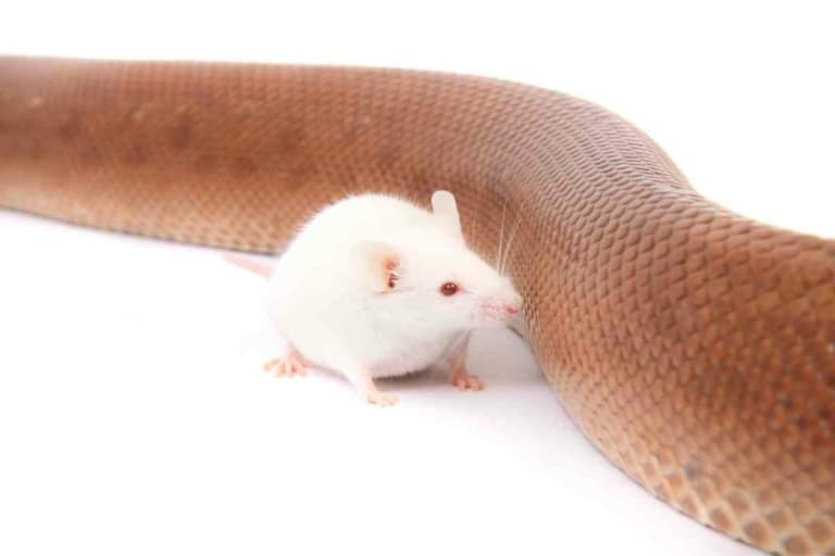 Feeding Your Snake Can You Buy Live Mice at Petco? Embora Pets