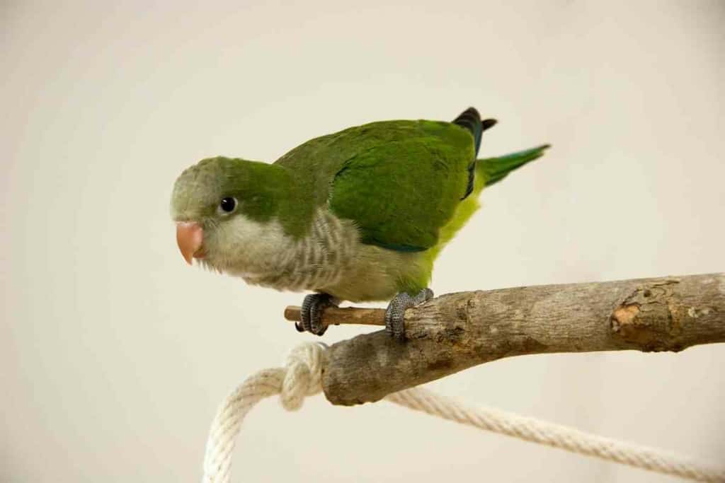 Does Petco sell Quaker parrots Quaker Parrots: Are These Chatty Birds For Sale At Petco?