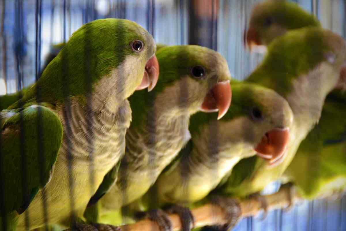 Quaker Parrots Are These Chatty Birds For Sale At Petco? Embora Pets