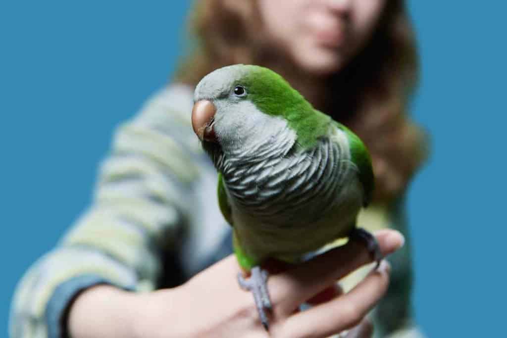 Petco green 2024 cheek conure price